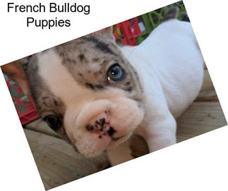 French Bulldog Puppies