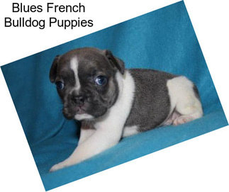 Blues French Bulldog Puppies