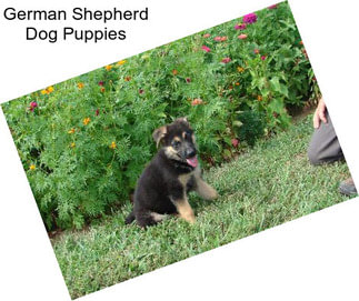 German Shepherd Dog Puppies