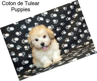 Coton de Tulear Puppies