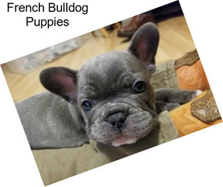 French Bulldog Puppies