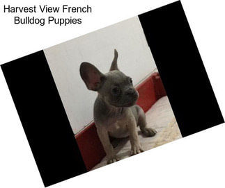 Harvest View French Bulldog Puppies