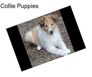 Collie Puppies