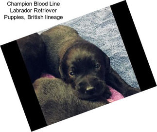 Champion Blood Line Labrador Retriever Puppies, British lineage