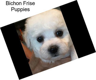 Bichon Frise Puppies