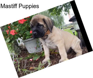 Mastiff Puppies