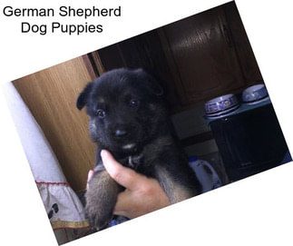 German Shepherd Dog Puppies