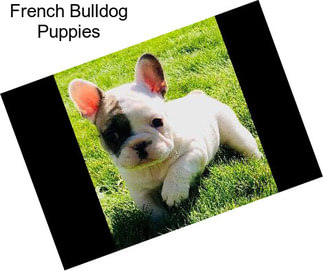 French Bulldog Puppies