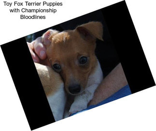 Toy Fox Terrier Puppies with Championship Bloodlines