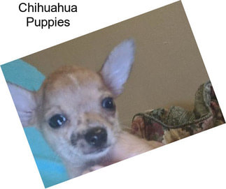 Chihuahua Puppies