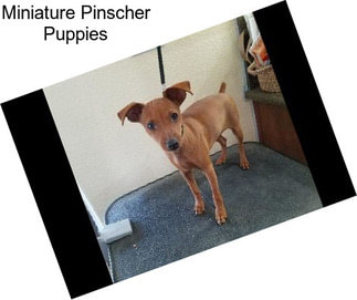 Miniature Pinscher Puppies