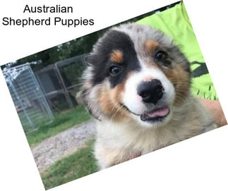 Australian Shepherd Puppies