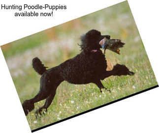 Hunting Poodle-Puppies available now!