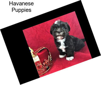 Havanese Puppies