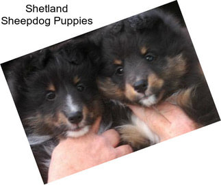 Shetland Sheepdog Puppies