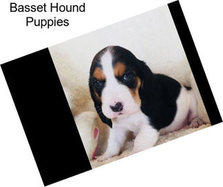 Basset Hound Puppies