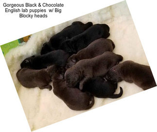 Gorgeous Black & Chocolate English lab puppies  w/ Big Blocky heads