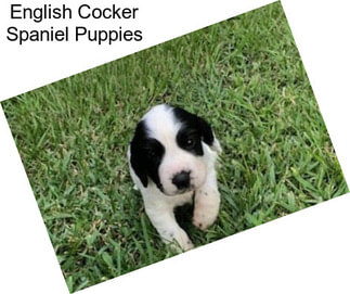 English Cocker Spaniel Puppies