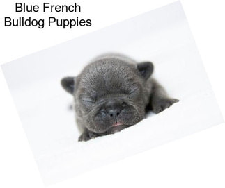 Blue French Bulldog Puppies