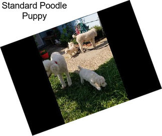 Standard Poodle Puppy