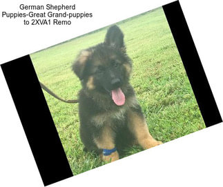 German Shepherd Puppies-Great Grand-puppies to 2XVA1 Remo