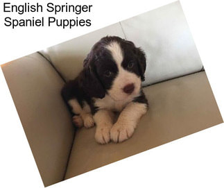 English Springer Spaniel Puppies