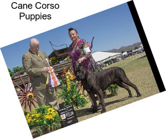 Cane Corso Puppies