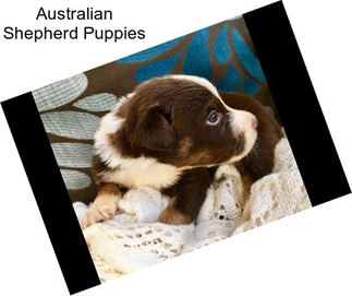 Australian Shepherd Puppies