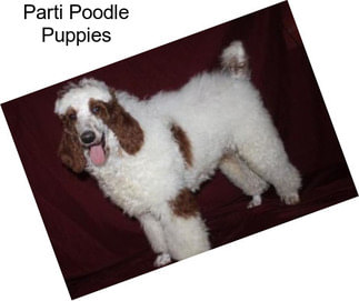 Parti Poodle Puppies