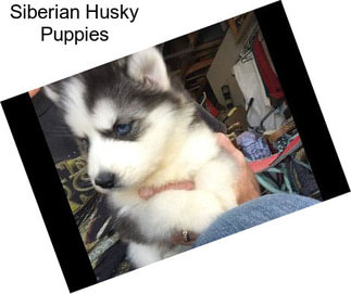 Siberian Husky Puppies