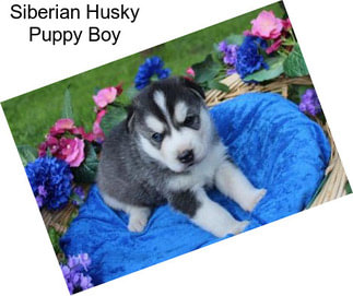 Siberian Husky Puppy Boy