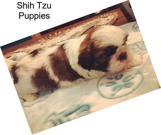 Shih Tzu Puppies