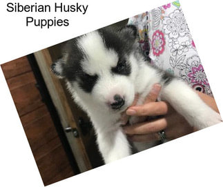 Siberian Husky Puppies