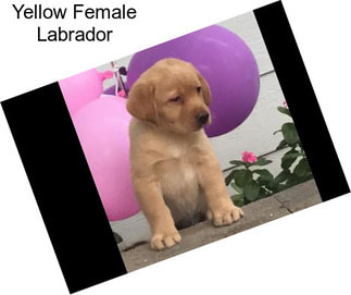 Yellow Female Labrador