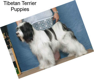 Tibetan Terrier Puppies