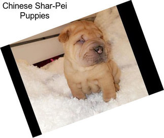 Chinese Shar-Pei Puppies