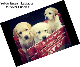 Yellow English Labrador Retriever Puppies