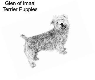 Glen of Imaal Terrier Puppies