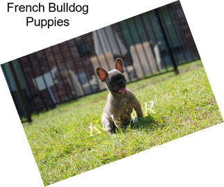 French Bulldog Puppies