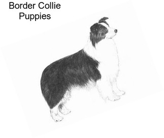 Border Collie Puppies