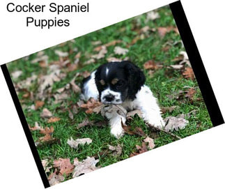 Cocker Spaniel Puppies