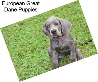 European Great Dane Puppies