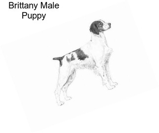Brittany Male Puppy