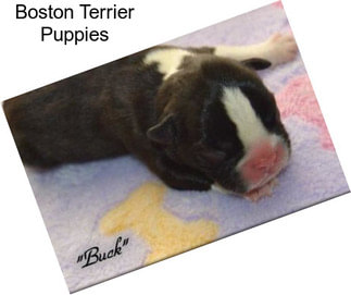 Boston Terrier Puppies