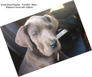 Great Dane Puppies  -Full AKC  Blues - Raised in home with children