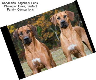 Rhodesian Ridgeback Pups, Champion Lines,  Perfect Family  Companions