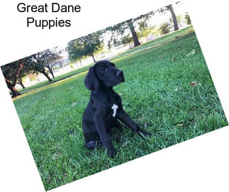 Great Dane Puppies