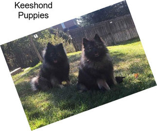 Keeshond Puppies