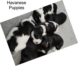 Havanese Puppies