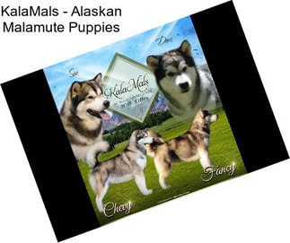 KalaMals - Alaskan Malamute Puppies